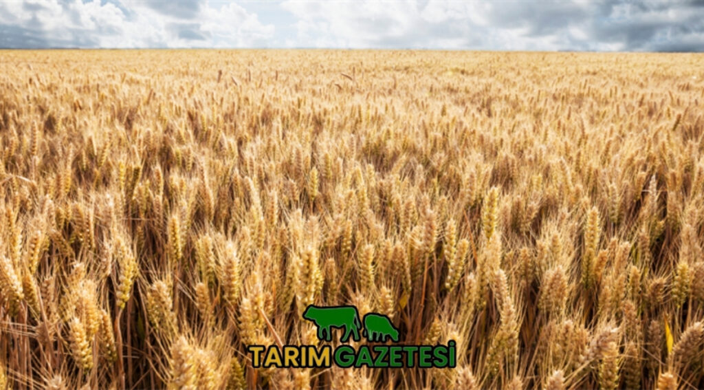 TMO, Hububat alım bedellerini üreticilerin hesaplarına aktarmaya başladı