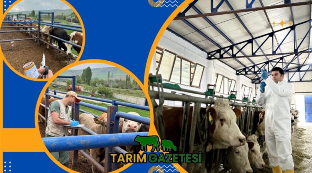 Şap aşılama kampanyası devam ediyor: 15 Milyon büyükbaş hayvan aşılandı